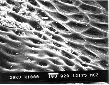 Media type: image; Herpetology R-41887